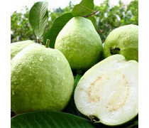 广东特产水果企业黄页 新鲜水果批发指南