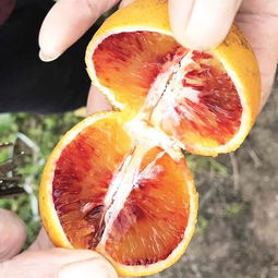 塔罗科血橙批发市场分析 果园直供，早熟品种价格行情与优质商家推荐