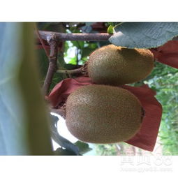 从田间到餐桌 猕猴桃鲜果批发产业链的深度解析与市场机遇